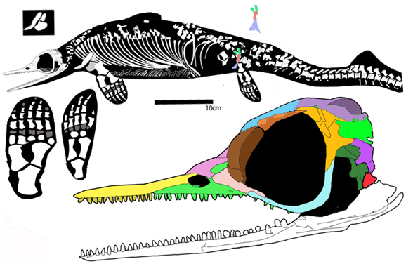 Chaohusaurus